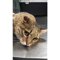 Foto dell\'animale gatto - Matr. 2018/2405 - Microchip 380260043854096