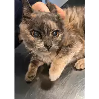 Foto dell\'animale gatto - Matr. 2018/2406 - Microchip 380260043853698