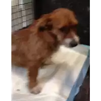 Foto dell\'animale cane - Matr. 2018/2407 - Microchip 380260043526991
