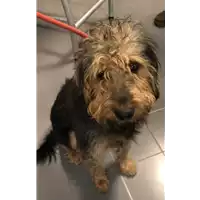 Foto dell\'animale cane - Matr. 2018/2408 - Microchip 380260043854056