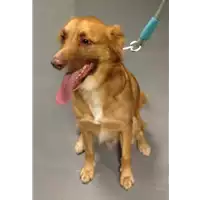 Foto dell\'animale cane - Matr. 2018/2420 - Microchip 380260002258533