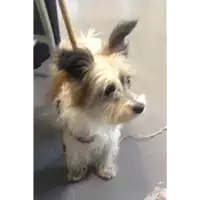Foto dell\'animale cane - Matr. 2018/2416 - Microchip 972000000544898