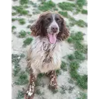 Foto dell\'animale cane - Matr. 2018/2418 - Microchip 380260043687373