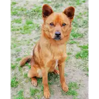 cane - Matr. 2018/2417 - Microchip 380260043686566
