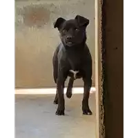 Foto dell\'animale cane - Matr. 2018/1794 - Microchip 380260042819542