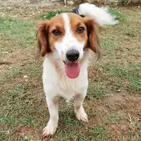 Foto dell\'animale cane - Matr. 2018/1146 - Microchip 380260042814968