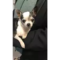 Foto dell\'animale cane - Matr. 2018/2422 - Microchip 380260002836373