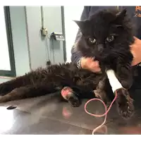 Foto dell\'animale gatto - Matr. 2018/2421 - Microchip 380260043681399