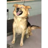 Foto dell\'animale cane - Matr. 2018/2424 - Microchip 380260043680545