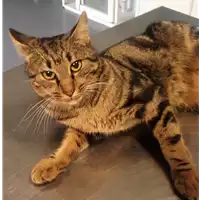 Foto dell\'animale gatto - Matr. 2018/2425 - Microchip 380260043686884