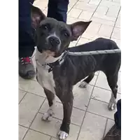 Foto dell\'animale cane - Matr. 2018/2427 - Microchip 380260043680525