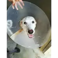 Foto dell\'animale cane - Matr. 2018/1767 - Microchip 380260042932661