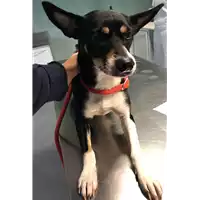Foto dell\'animale cane - Matr. 2018/2431 - Microchip 380260043687295