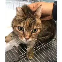 Foto dell\'animale gatto - Matr. 2018/2437 - Microchip 380260043623743