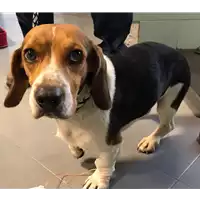 Foto dell\'animale cane - Matr. 2018/2440 - Microchip 380260043854035