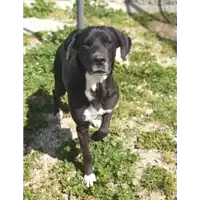 Foto dell\'animale cane - Matr. 2016/2062 - Microchip 380260042531236