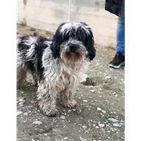 Foto dell\'animale cane - Matr. 2018/2438 - Microchip 380260043853735