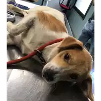 Foto dell\'animale cane - Matr. 2018/2441 - Microchip 380260043681044