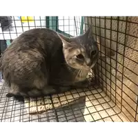 Foto dell\'animale gatto - Matr. 2018/2444 - Microchip 380260043853728