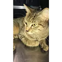 Foto dell\'animale gatto - Matr. 2018/2448 - Microchip 380260043854201
