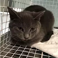 Foto dell\'animale gatto - Matr. 2018/2453 - Microchip 380260043854486