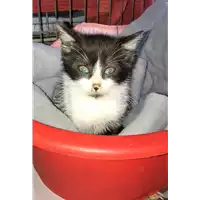 Foto dell\'animale gatto - Matr. 2018/2454 - Microchip 380260043854452