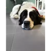Foto dell\'animale cane - Matr. 2018/2455 - Microchip 380260043852664