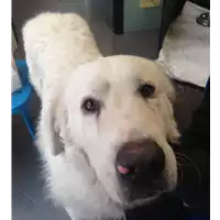 Foto dell\'animale cane - Matr. 2018/2193 - Microchip 380260043680704