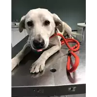 Foto dell\'animale cane - Matr. 2018/2460 - Microchip 380260043854075