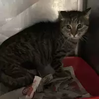 Foto dell\'animale gatto - Matr. 2018/2462 - Microchip 380260043853696
