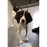 Foto dell\'animale cane - Matr. 2018/2468 - Microchip 981100000605251