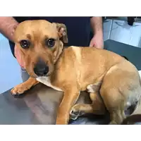 Foto dell\'animale cane - Matr. 2018/2469 - Microchip 380260043853817