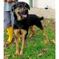 cane - Matr. 2018/0382 - Microchip 380260042716896