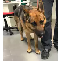 Foto dell\'animale cane - Matr. 2018/2470 - Microchip 380260101007583