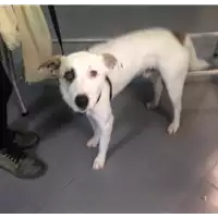 Foto dell\'animale cane - Matr. 2018/2474 - Microchip 380260043853730