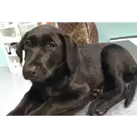 Foto dell\'animale cane - Matr. 2018/2477 - Microchip 380260043854505