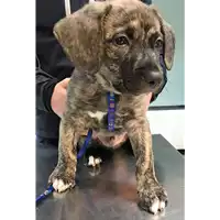 Foto dell\'animale cane - Matr. 2018/2479 - Microchip 380260043853647