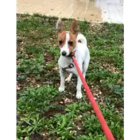 Foto dell\'animale cane - Matr. 2018/2480 - Microchip 380260043853656