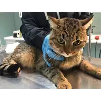 Foto dell\'animale gatto - Matr. 2018/2484 - Microchip 380260043854050