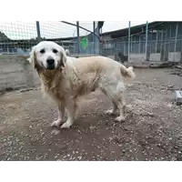 Foto dell\'animale cane - Matr. 2018/2488 - Microchip 380260043854327