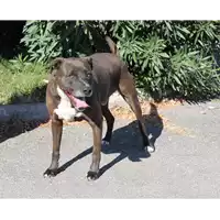Foto dell\'animale cane - Matr. 2012/0002 - Microchip 380260040239838