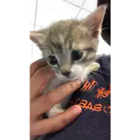 Foto dell\'animale gatto - Matr. 2018/2242 - Microchip 380260043681292