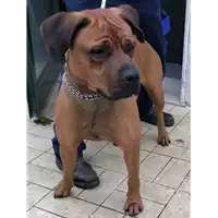 Foto dell\'animale cane - Matr. 2018/2490 - Microchip 380260002834199