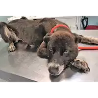 Foto dell\'animale cane - Matr. 2018/1002 - Microchip 380260042789690