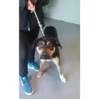 Foto dell\'animale cane - Matr. 2017/2644 - Microchip 380260042815588