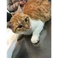 Foto dell\'animale gatto - Matr. 2018/2492 - Microchip 900062000154906
