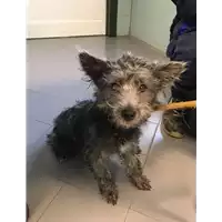 Foto dell\'animale cane - Matr. 2018/2493 - Microchip 380260043854052