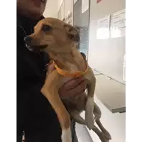 Foto dell\'animale cane - Matr. 2018/1999 - Microchip 380260042786834