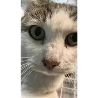 Foto dell\'animale gatto - Matr. 2018/2494 - Microchip 380260043853892