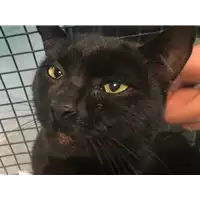 Foto dell\'animale gatto - Matr. 2018/2495 - Microchip 380260043847935